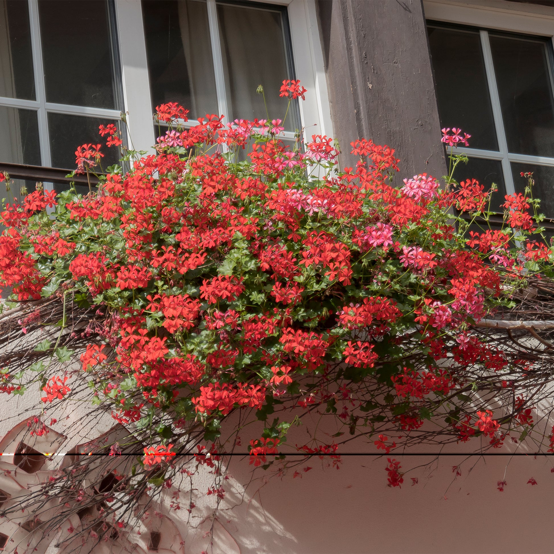 Hanggeranium - Geranium - Pelargonium - Bakker