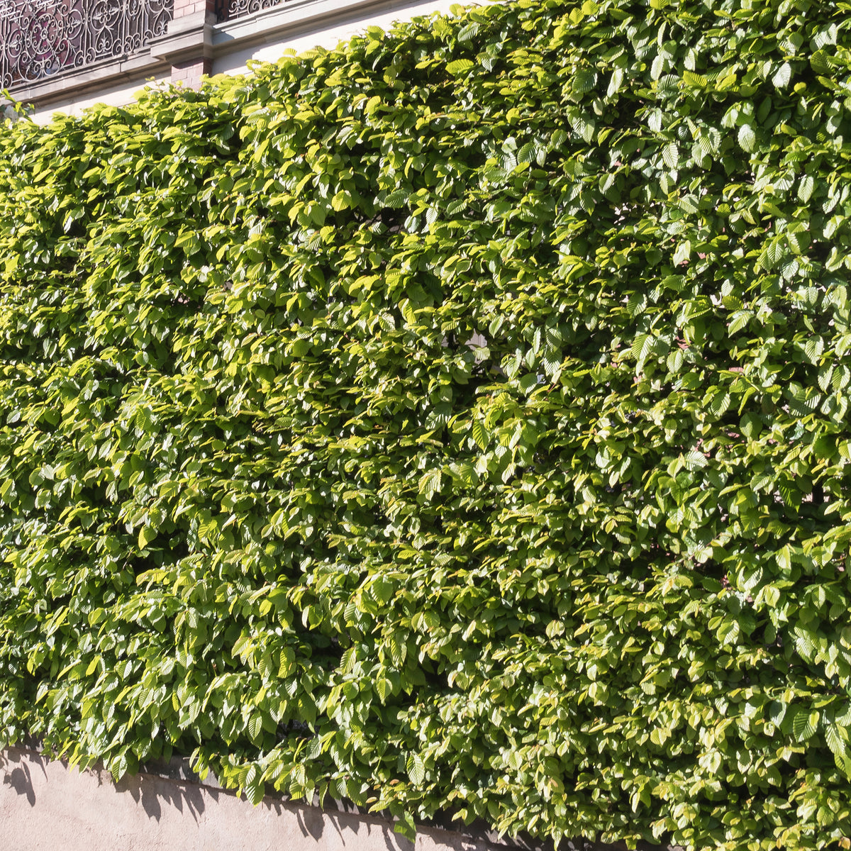 Verkoop Carpinus betulus - Haagbeuk (x10)