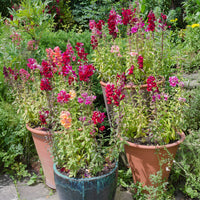 Leeuwenbek Mix 'Majestic' - Antirrhinum majus - Bakker