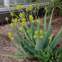 Verkoop Aloë vera - Aloe vera