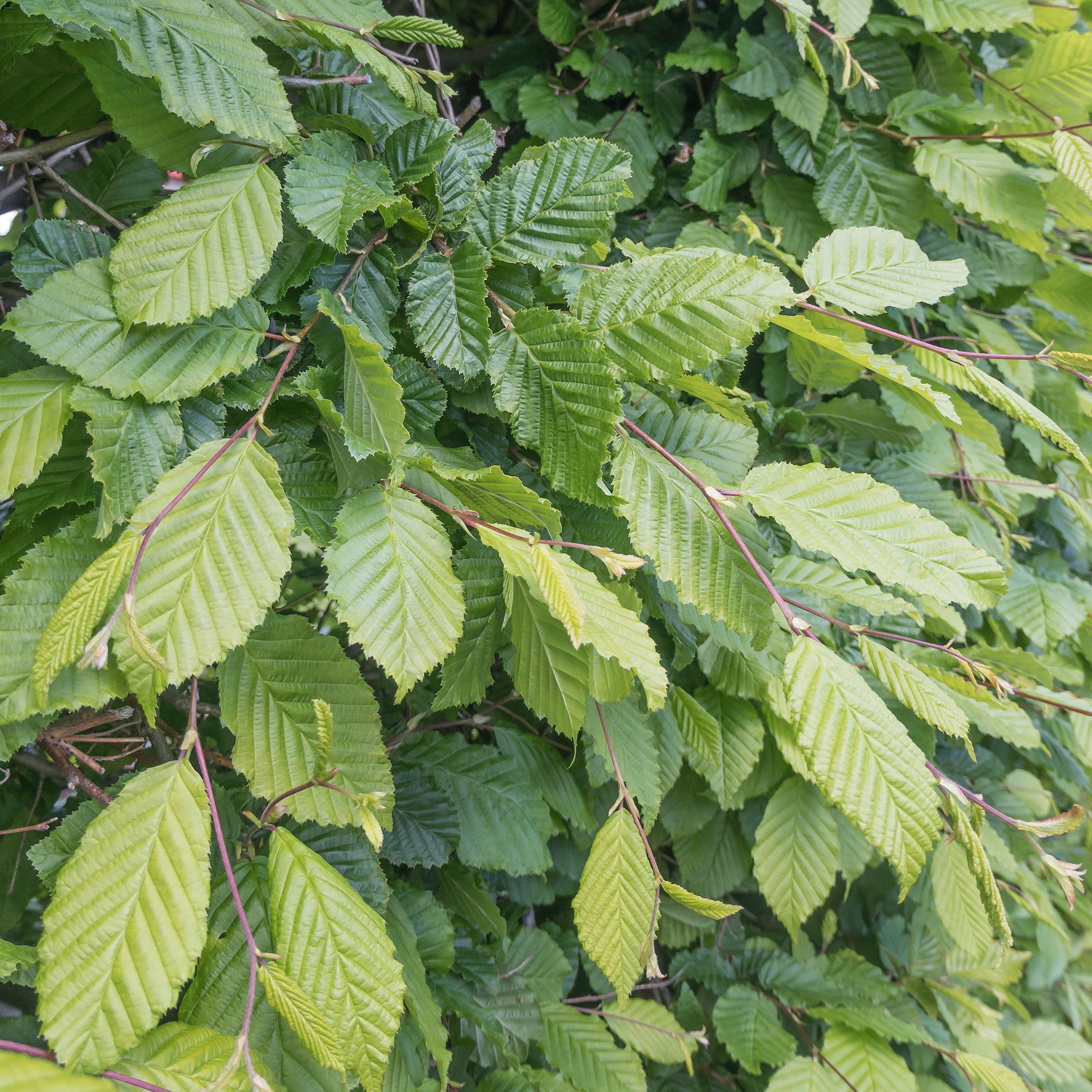 Carpinus betulus - Haagbeuk - Haagbeuk
