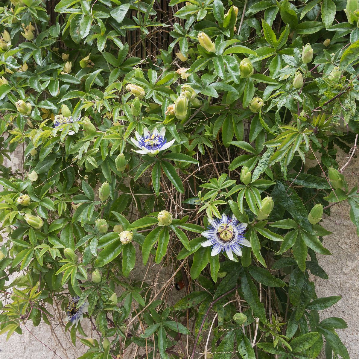 Verkoop Passiflora caerulea - Passiebloem 2 Liter pot