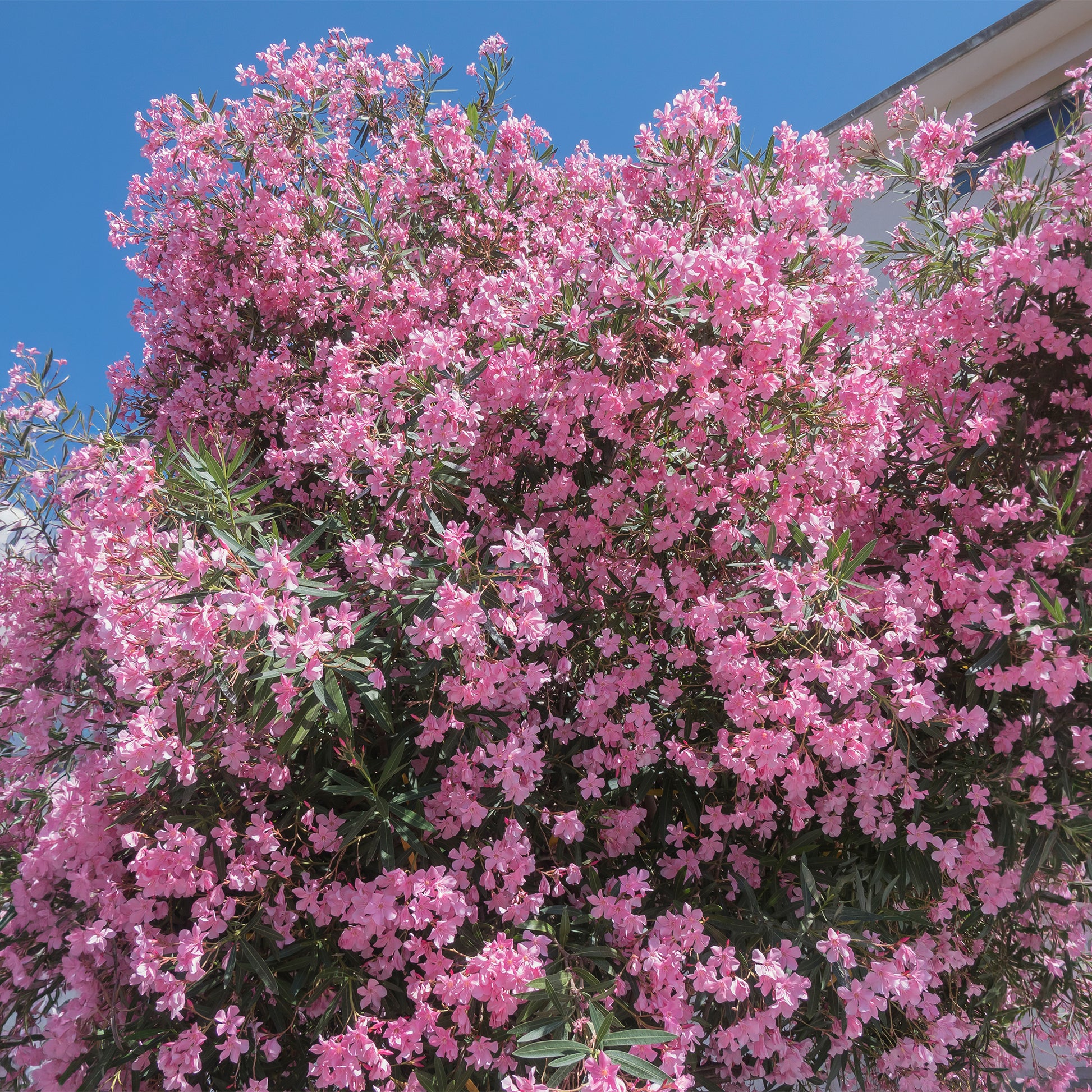 Oleander - Roze Laurier - Bakker
