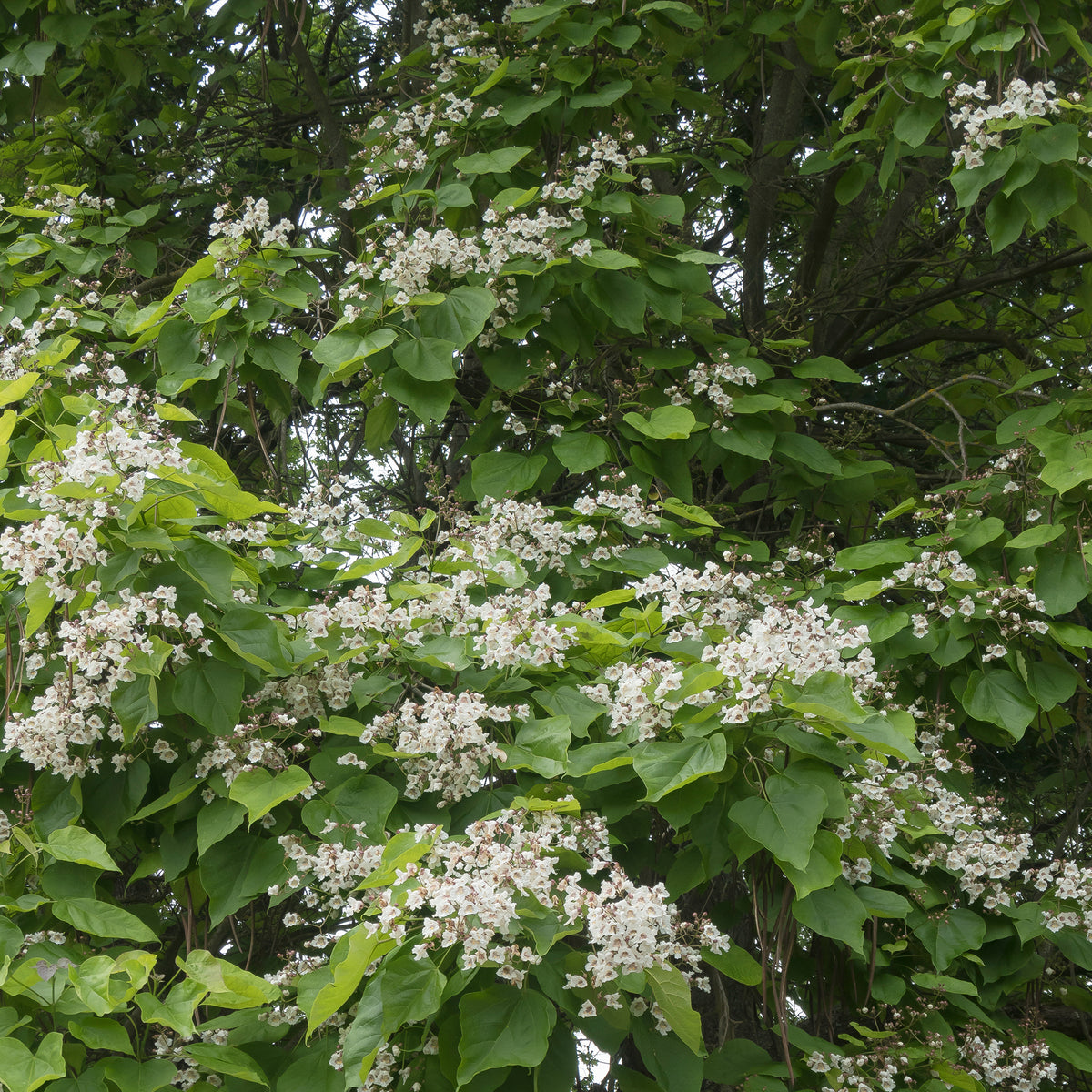 Catalpa - Bakker
