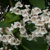Trompetboom - Catalpa - Catalpa - Catalpa bignonioides