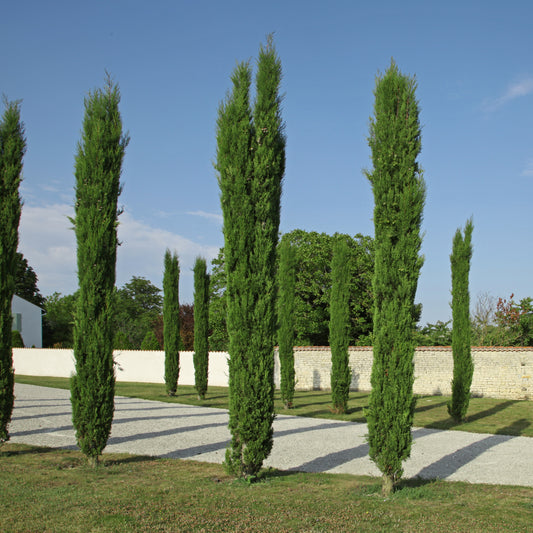 Italiaanse Cipres - Cupressus sempervirens Totem