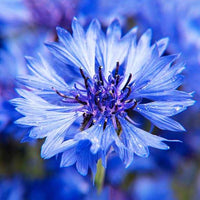 Korenbloem 'Blue Boy' - Centaurea cyanus blue boy - Bakker
