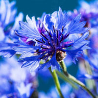 Centaurea cyanus blue boy - Korenbloem 'Blue Boy' - Bloemzaden voor perken en borders