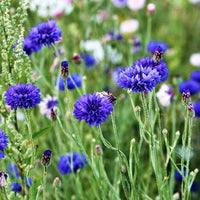 Korenbloemzaden - 50 zaden - Centaurea cyanus - Blauwe tot violette bloemen - Als balkon- en kuipplant Korenbloemzaden - 50 zaden - Centaurea cyanus - Blauwe tot violette bloemen - Als balkon- en kuipplant