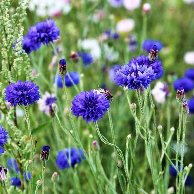 Korenbloem 'Blue Boy' - Centaurea cyanus blue boy - Bloemzaden