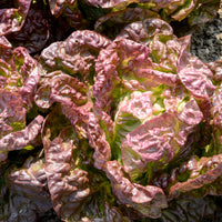 Kropsla 'Wonder der Vier Jaargetijden' - Lactuca sativa Merveille des Quatre Saisons - Bakker