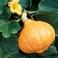 Reuzenpompoen 'Potimarron' - Cucurbita maxima potimarron - Moestuin