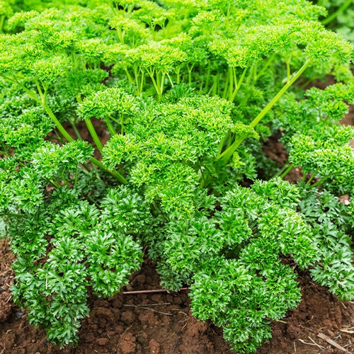 Kruiden Mix 'Peterselie, Basilicum, Kervel, Bieslook' - Collection de fines herbes (persil, basilic, cerfeuil, ciboulette) - Moestuin