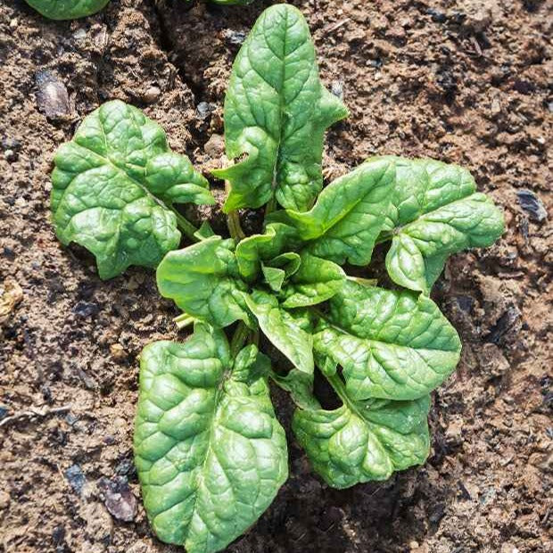 Spinazie 'Monstrueux de Viroflay' - Spinacia oleracea  monstrueux de viroflay - Bakker