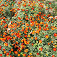 Afrikaantje 'Rusty Red' - Tagetes patula rusty red - Zaden