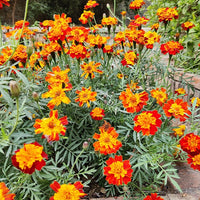 Afrikaantje 'Rusty Red' - Tagetes patula rusty red - Eenjarigen