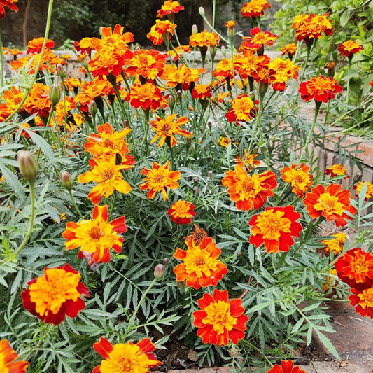 Afrikaantje 'Rusty Red' - Tagetes patula rusty red - Eenjarigen