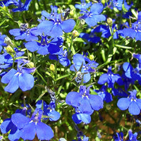 Lobelia 'Erinus' (x3) - Bakker