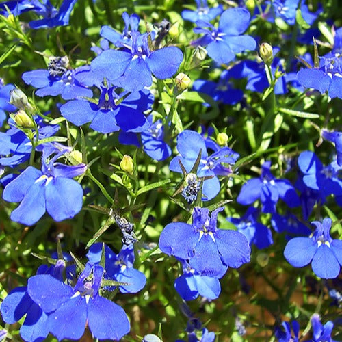 Lobelia 'Erinus' (x3) - Lobelia erinus Azuro - Tuinplanten