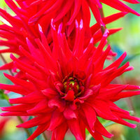 Dahlia Red Pigmy - Dahlia 'Red Pigmy' (x3) - Dahlia 