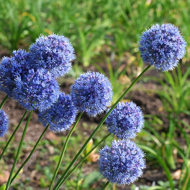 Allium Caeruleum (x20) - Allium azureum - Bakker