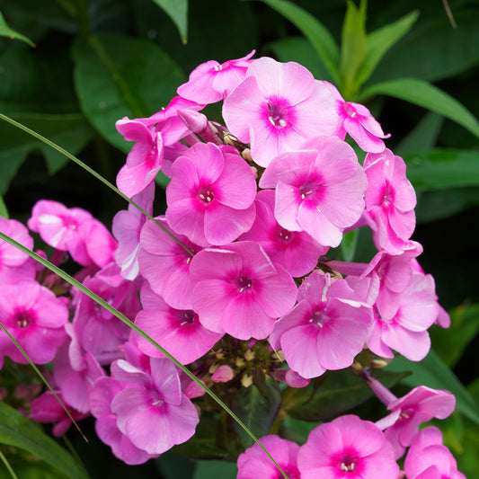 Vlambloem - roze (x3) - Phlox paniculata pink - Heesters en vaste planten