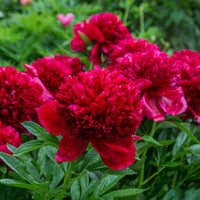 Paeonia lactiflora x Sorbet, Immaculée, Red Charm - Pioenroos 'Red Charm' + 'Immaculate' + 'Sorbet' mix (x3) - Vaste planten