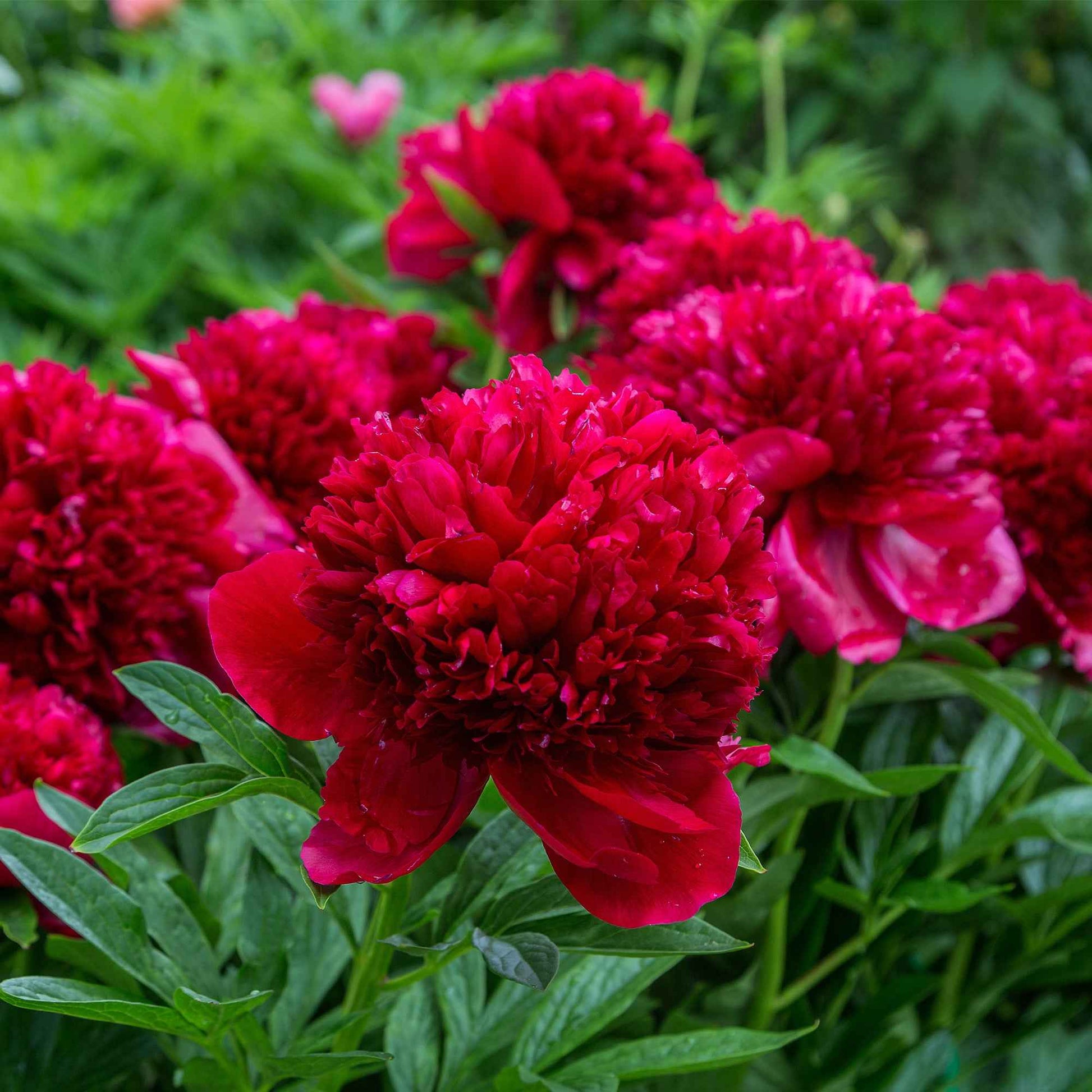 Pioenroos 'Red Charm' + 'Immaculate' + 'Sorbet' mix (x3) - Paeonia lactiflora x Sorbet, Immaculée, Red Charm - Tuinplanten