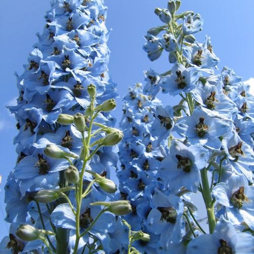 Ridderspoor 'Ciel Blue' (x5) - Delphinium ciel bleu