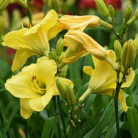 Daglelie 'Fragrant Returns' (x3) - Hemerocallis fragrant returns - Tuinplanten