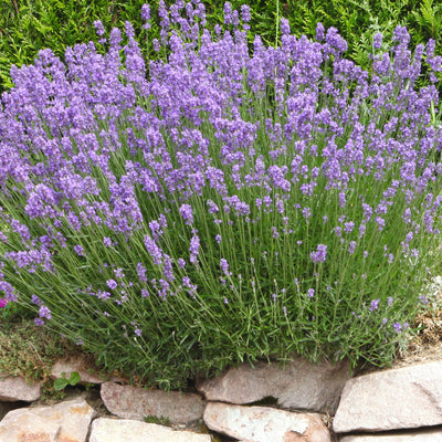 Lavendel 'Grosso' 3