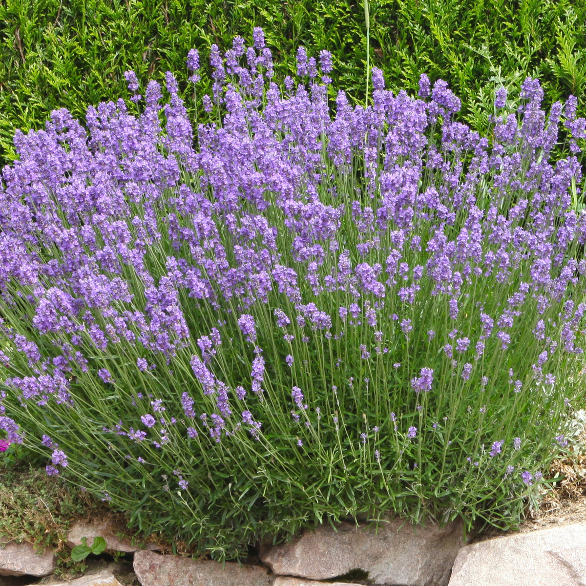 Lavendel 'Grosso' - Lavandula angustifolia Grosso - Bakker