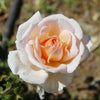 Roos 'Malaga' - Rosa malaga - Plantsoort