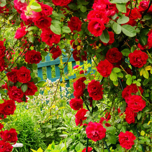 Klimroos 'Musimara' - Bakker