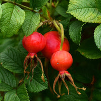 Wilde roos 'Hansa' - Rosa rugosa Hansa - Plantsoort