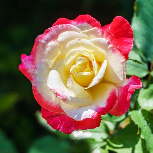 Grootbloemige roos 'Double Delight' - Bakker