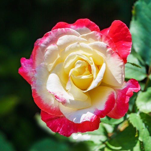 Collectie grootbloemige rozen ( Famosa +  Whisky +  Double Delight) (x3) - Rosa 'famosa', 'whisky', 'double delight' - Bakker