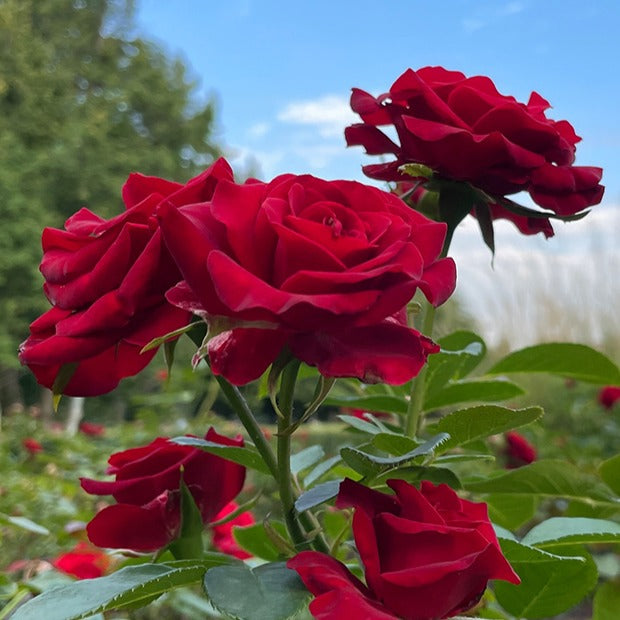 Rozenmix 'Onderhoudsvrij' (x3) - Rosa doris tysterman, nostalgie, barkarole - Tuinplanten