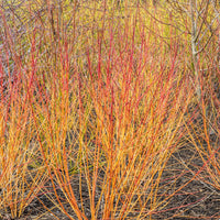 Rode kornoelje 'Winter Flame' - Cornus sanguinea winter flame ® ‘anny’ - Heesters