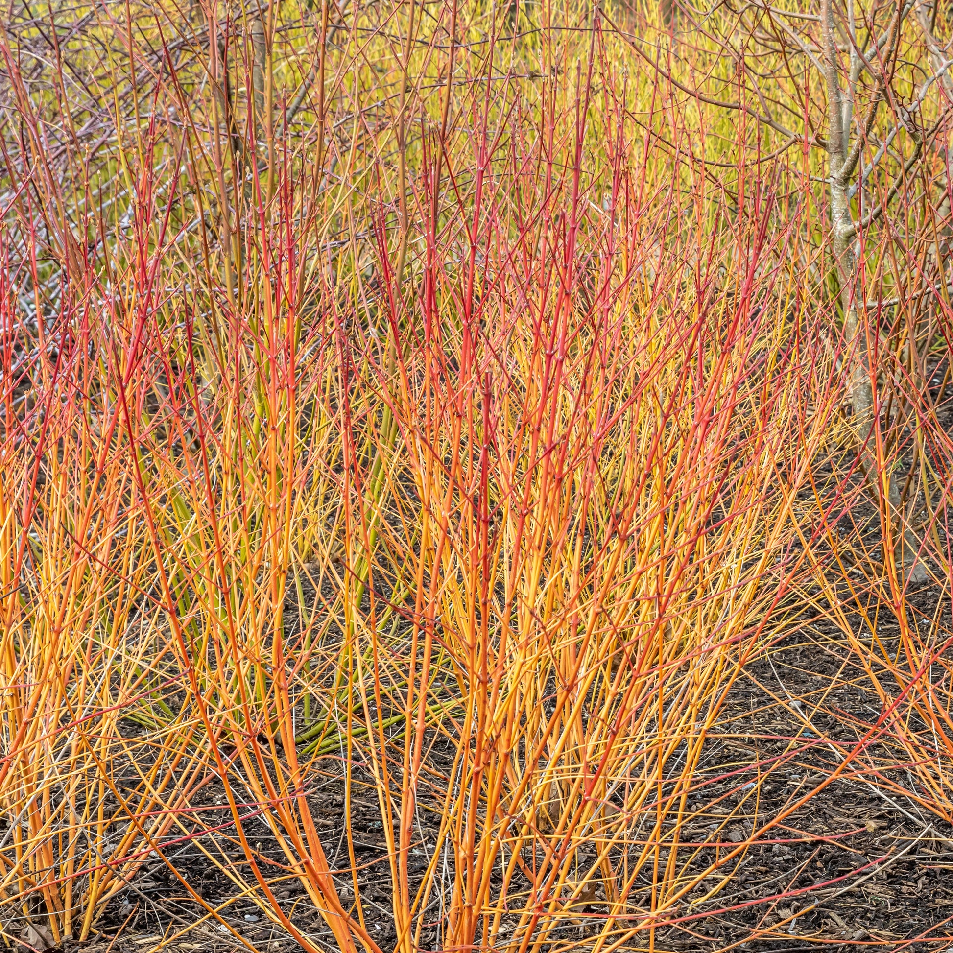 Rode kornoelje 'Winter Flame' - Cornus sanguinea winter flame ® ‘anny’ - Heesters