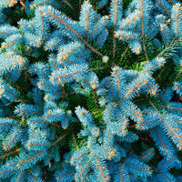 Blauwe spar 'Willemse selectie' - Picea pungens maculata - Tuinplanten
