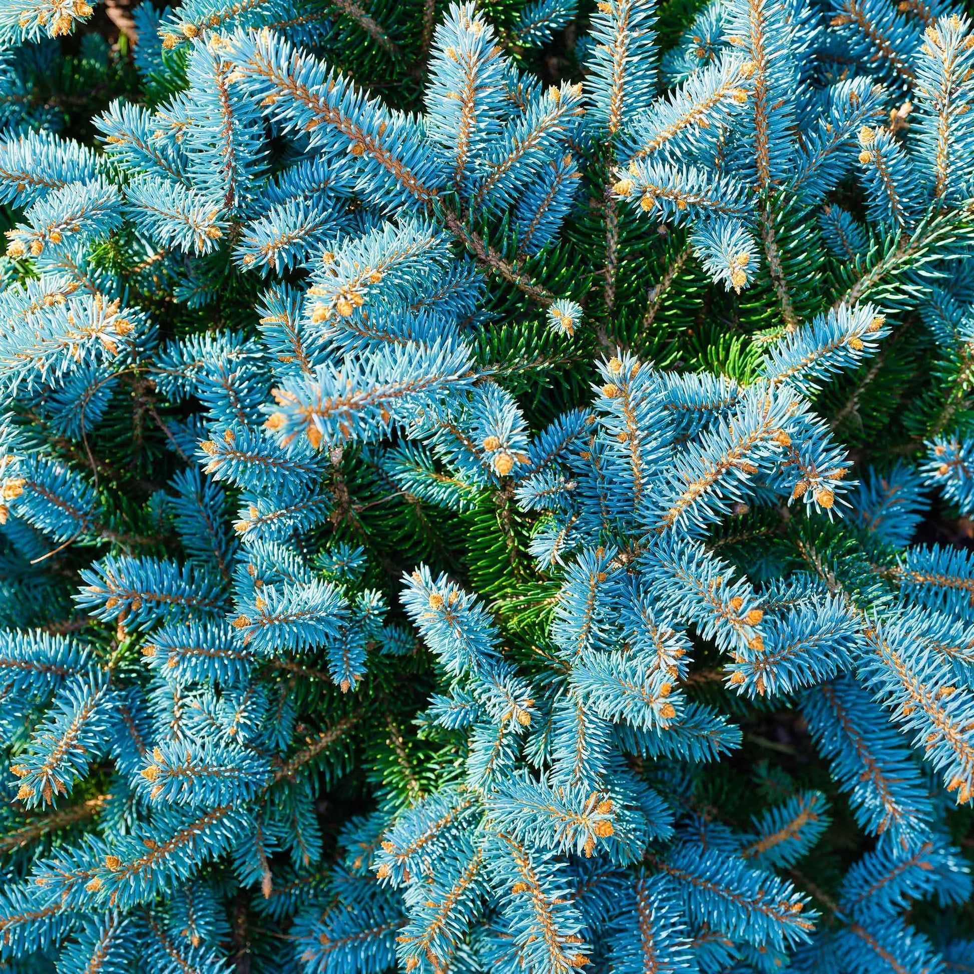 Blauwe spar 'Willemse selectie' - Picea pungens maculata - Tuinplanten