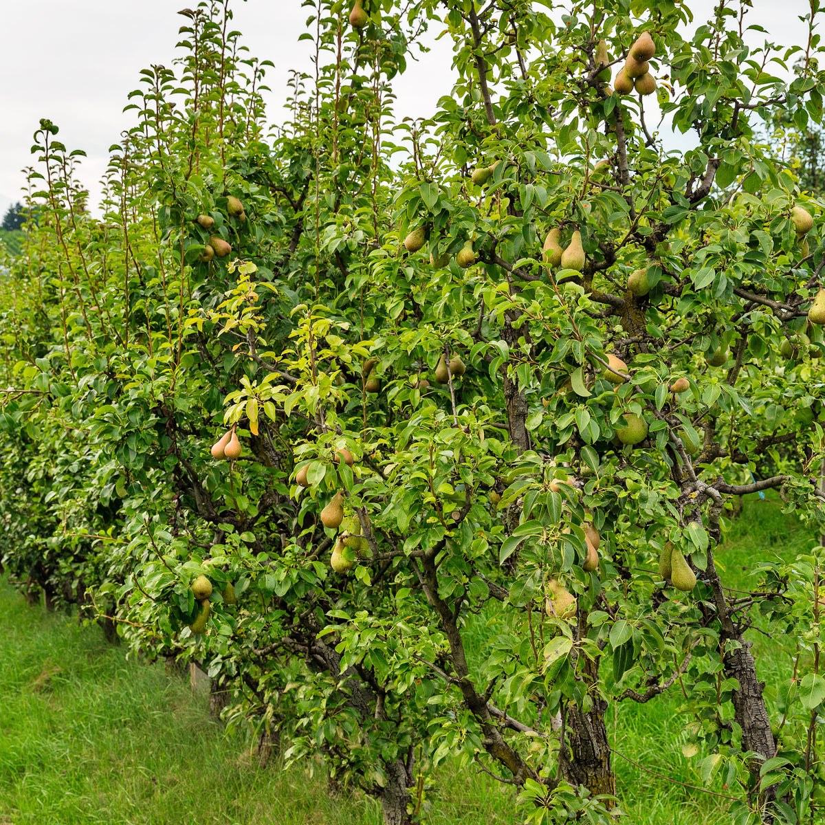 Perenboom 'Conférence' - Pyrus communis Conférence - Bakker