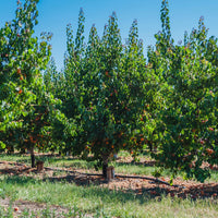 Abrikozenboom Polonais' - Prunus armeniaca polonais