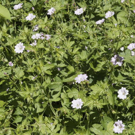 Winterharde geranium 'Katharine Adèle (x3) - Bakker