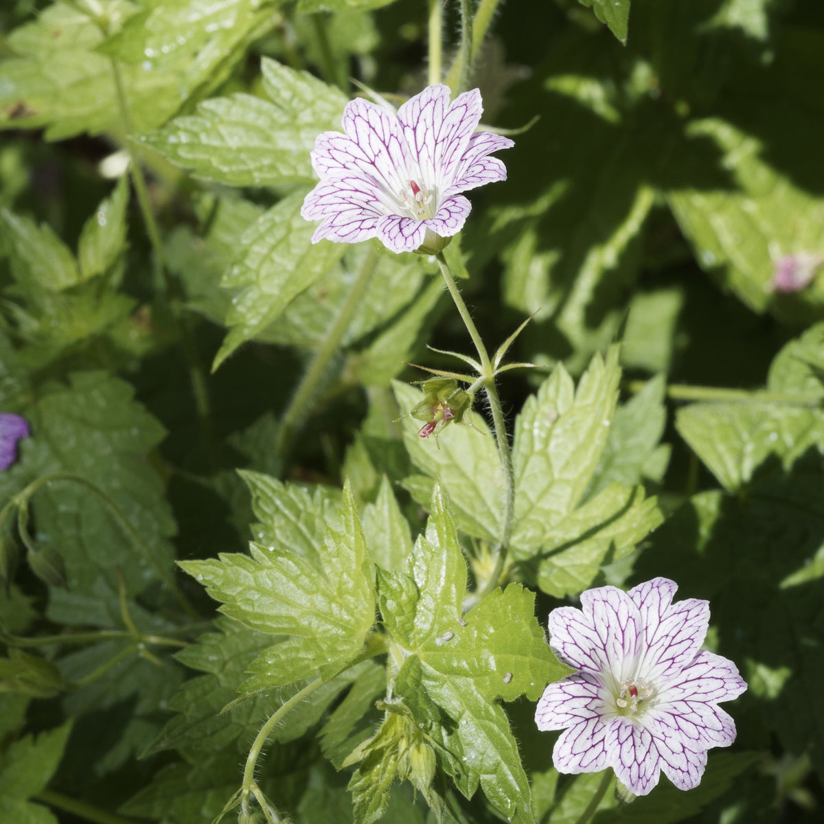 Winterharde geranium 'Katharine Adèle (x3) - Geranium oxonianum katharine adèle - Bakker