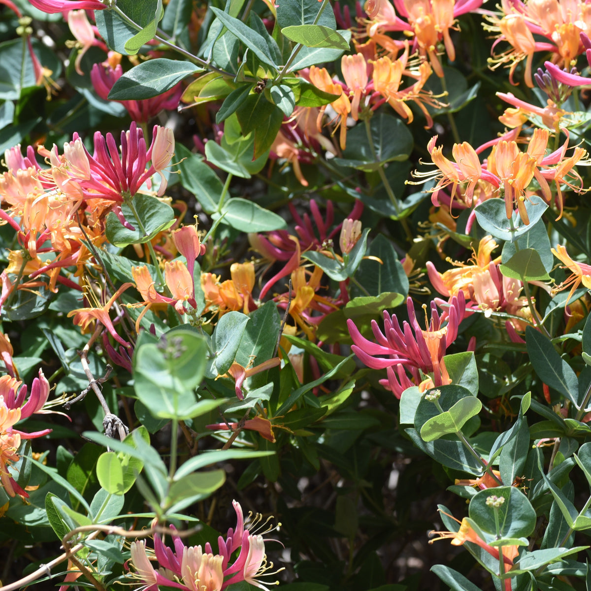 Kamperfoelie 'Goldflame' - Bakker