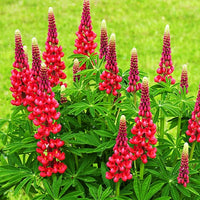 Lupine 'Russell Red' (x3) - Lupinus russell red - Vaste planten