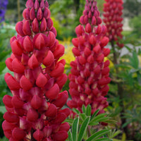 Lupine 'Russell Red' (x3) - Lupinus russell red - Tuinplanten