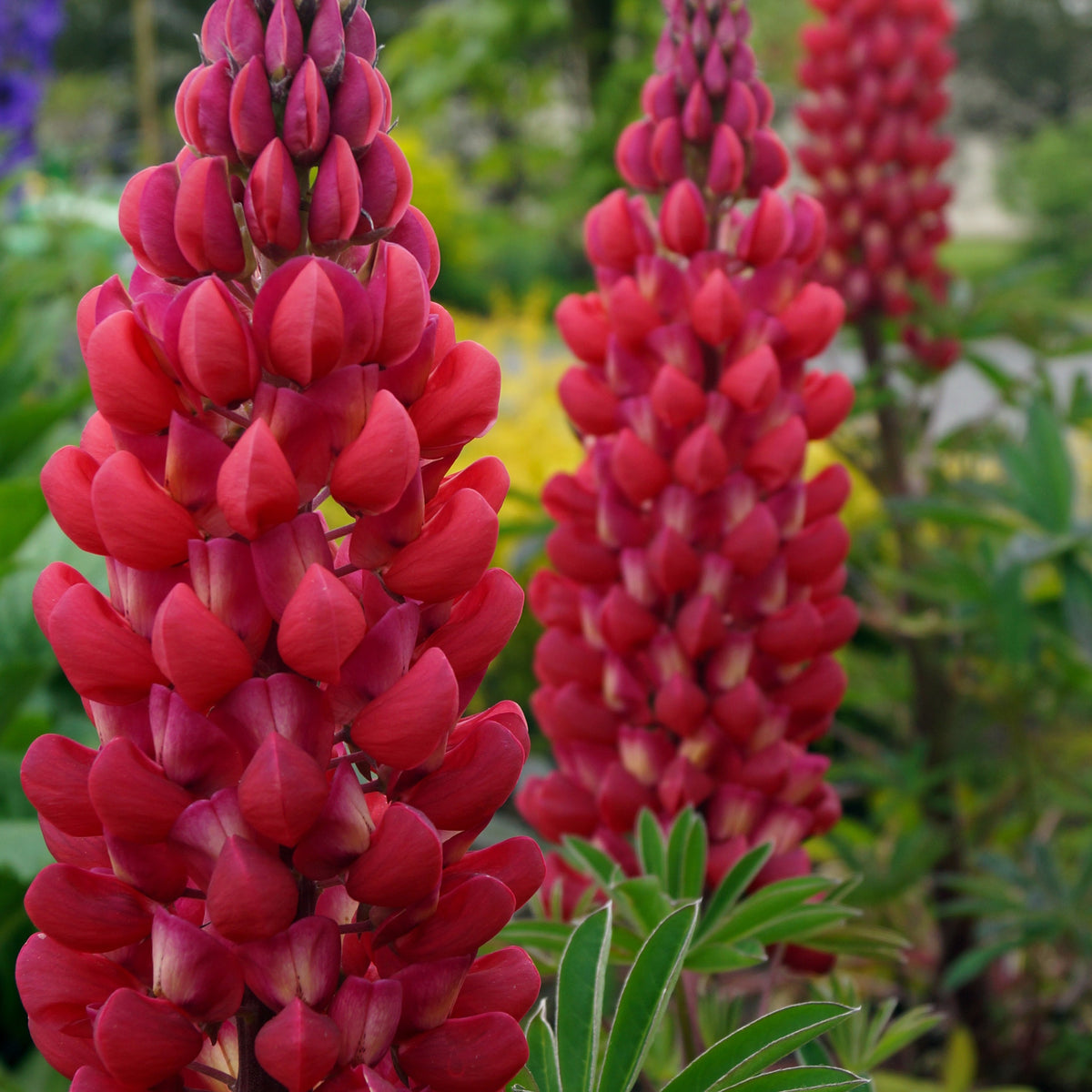 Lupine 'Russell Red' (x3) - Lupinus russell red - Bakker